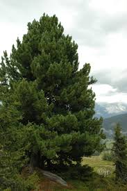 Attēlu rezultāti vaicājumam “Pinus sibirica”