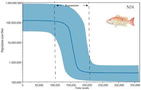 Image result for Lutjanus synagris