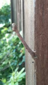 Attēlu rezultāti vaicājumam “Proutia betulina larva”