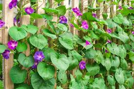 Image result for Prunkwinde