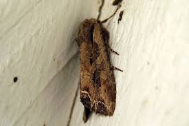 Attēlu rezultāti vaicājumam “Lacanobia suasa”