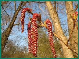 Attēlu rezultāti vaicājumam “Populus x canadensis”