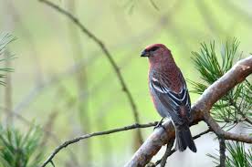 Attēlu rezultāti vaicājumam “Pinicola enucleator adult”