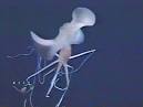 Bigfin Squid