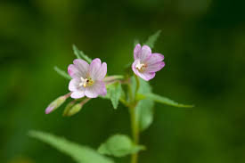 Attēlu rezultāti vaicājumam “Epilobium montanum”