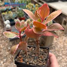 Image result for Kalanchoe blossfeldiana