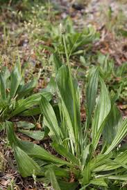 Attēlu rezultāti vaicājumam “Plantago lanceolata leaf”