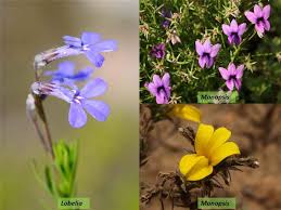 Attēlu rezultāti vaicājumam “Lobeliaceae”