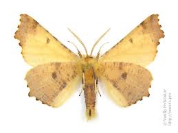 Attēlu rezultāti vaicājumam “Ennomos autumnaria male”