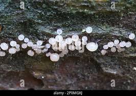 Attēlu rezultāti vaicājumam “Enerthenema papillatum spores”