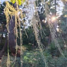 Attēlu rezultāti vaicājumam “Tilachlidium brachiatum”