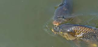 Image result for Cyprinus carpio