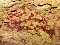 Attēlu rezultāti vaicājumam “Neonectria coccinea”