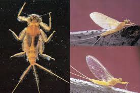 Attēlu rezultāti vaicājumam “Siphlonurus male”