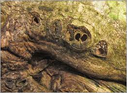 Attēlu rezultāti vaicājumam “Andricus quercuscorticis”