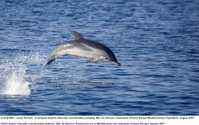 Image result for Stenella coeruleoalba