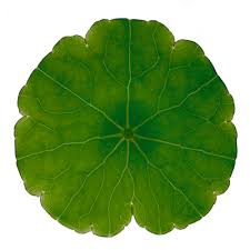 Attēlu rezultāti vaicājumam “Hydrocotyle vulgaris leaf”