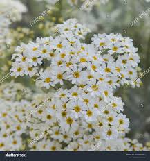 Image result for Chrysanthemum ptarmiciflorum