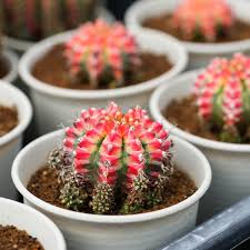 Image result for Gymnocalycium