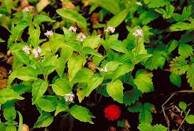 Attēlu rezultāti vaicājumam “Circaea alpina leaf”