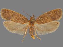 Attēlu rezultāti vaicājumam “Meloe sp. imago”