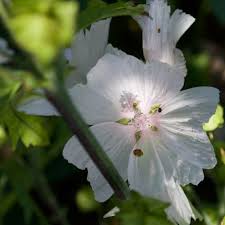Attēlu rezultāti vaicājumam “Malva moschata alba leaf”