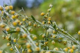 Attēlu rezultāti vaicājumam “Artemisia absinthium flower”