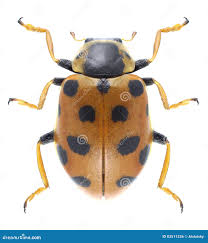 Attēlu rezultāti vaicājumam “Hippodamia tredecimpunctata”