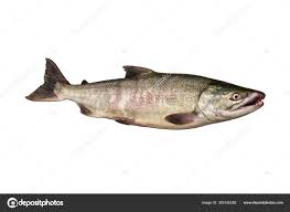 Image result for Oncorhynchus keta