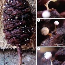 Attēlu rezultāti vaicājumam “Arcyria minuta macro”