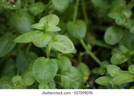 Attēlu rezultāti vaicājumam “Veronica beccabunga leaf”