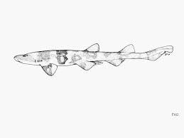 Image result for Haploblepharus pictus