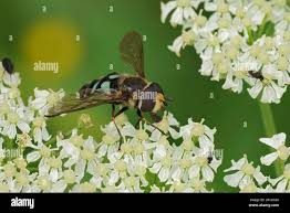 Attēlu rezultāti vaicājumam “Didea alneti”