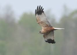 Attēlu rezultāti vaicājumam “Circus aeruginosus”