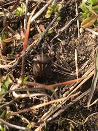 Attēlu rezultāti vaicājumam “Jalla dumosa imago”