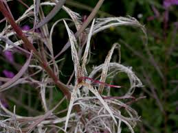 Attēlu rezultāti vaicājumam “Epilobium angustifolium fruit”