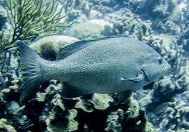 Image result for Mycteroperca interstitialis