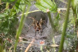 Attēlu rezultāti vaicājumam “Agelena labyrinthica”
