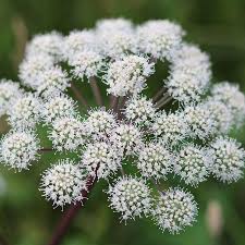 Image result for Angelica archangelica