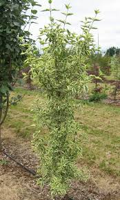 Attēlu rezultāti vaicājumam “Cornus mas”