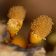 Attēlu rezultāti vaicājumam “Hemitrichia clavata”