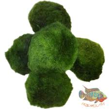 Imagini pentru Cladophora aegagropila