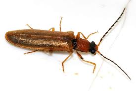 Attēlu rezultāti vaicājumam “Denticollis linearis”