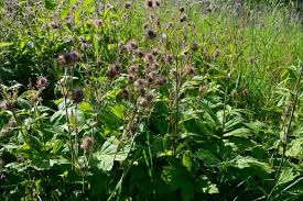 Attēlu rezultāti vaicājumam “Geum rivale bud”