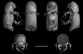 Attēlu rezultāti vaicājumam “Scolytidae”