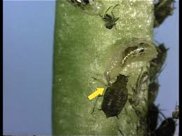 Attēlu rezultāti vaicājumam “Syrphus larva”