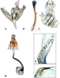Attēlu rezultāti vaicājumam “Epicallima formosella”