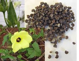 Image result for Abelmoschus moschatus