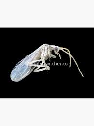 Attēlu rezultāti vaicājumam “Coniopterygidae”