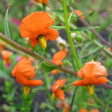 Image result for Alonsoa liniflora